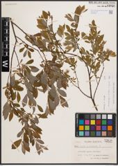 Foto von Salix aurita L. x Salix repens L. x Salix starkeana Willd.